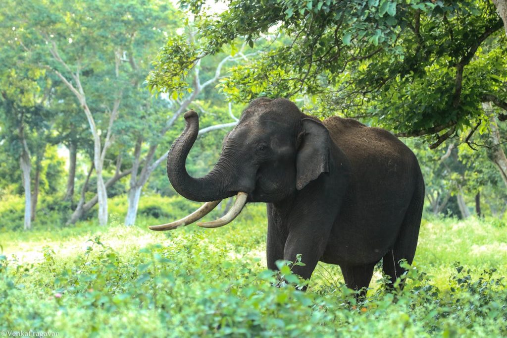 Asiatisk elefant