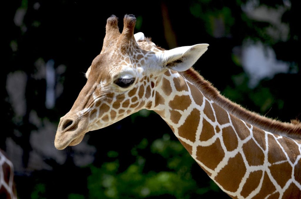 Giraff