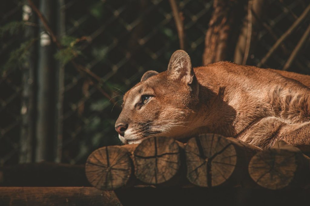 Puma