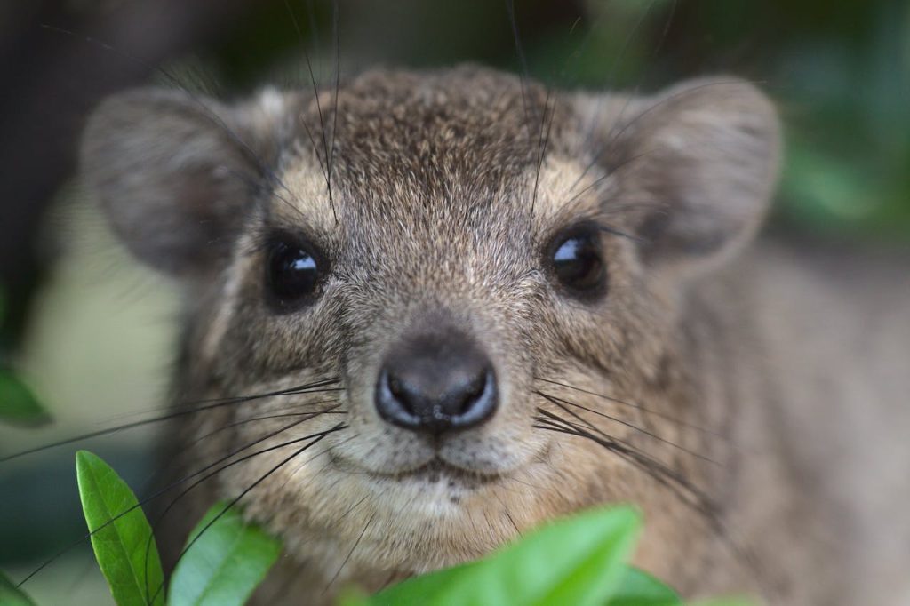 Quokka