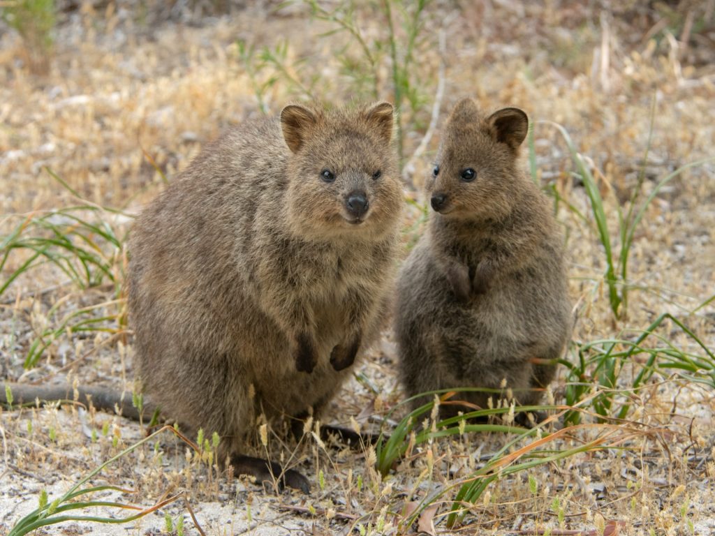 Quokka