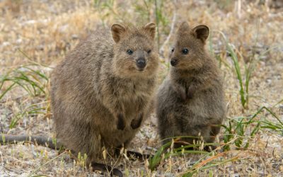 Quokka – världens gladaste djur