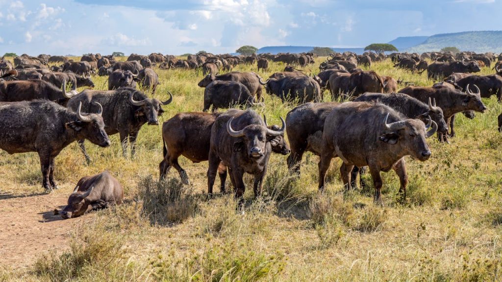 Vattenbuffel