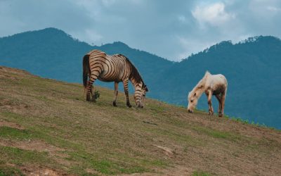 Zebra häst – vad är det för något?