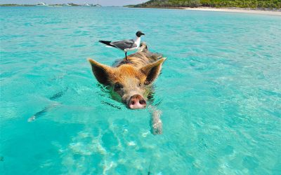 Simmande grisar på Bahamas