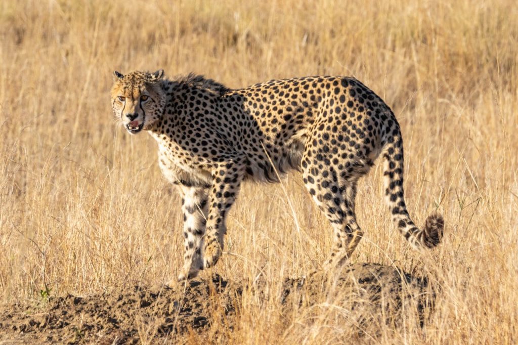 gepard