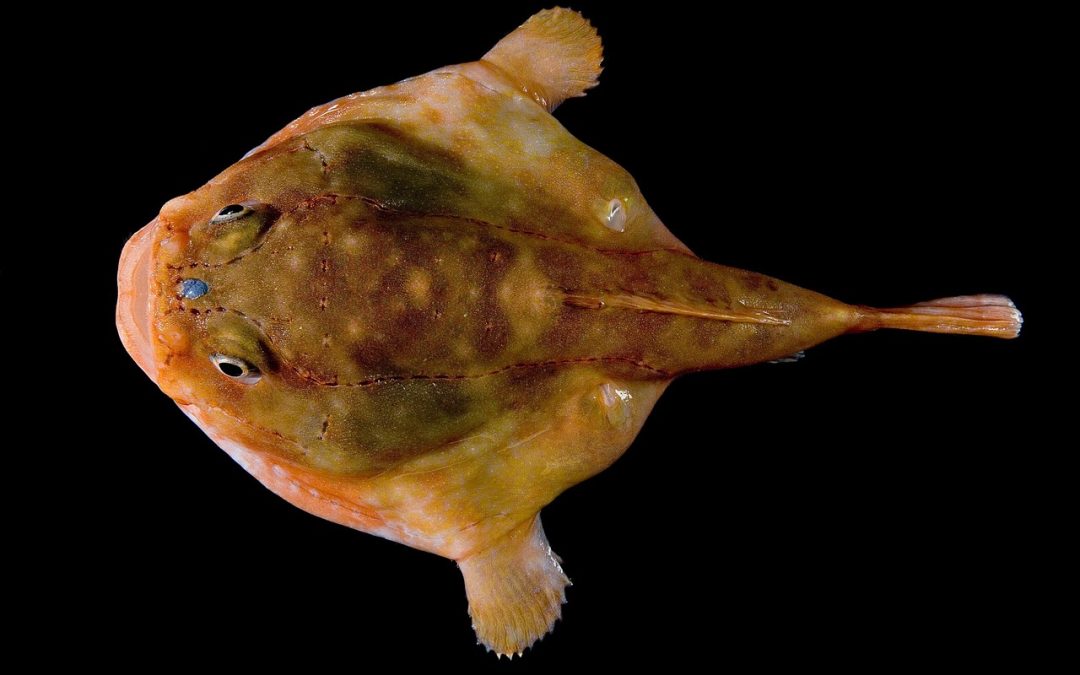 Världens 10 största läskiga fiskar