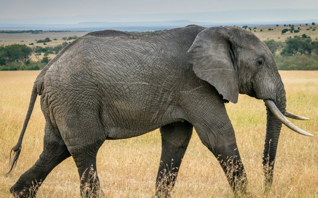 Världens 10 största djur
