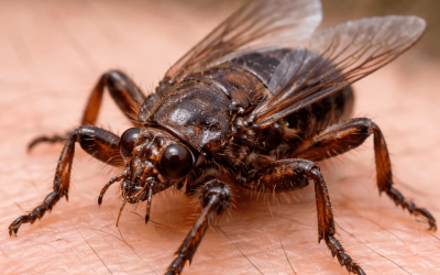 Älgfluga – så känner du igen och skyddar dig