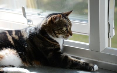 När kan man teckna kattförsäkring?